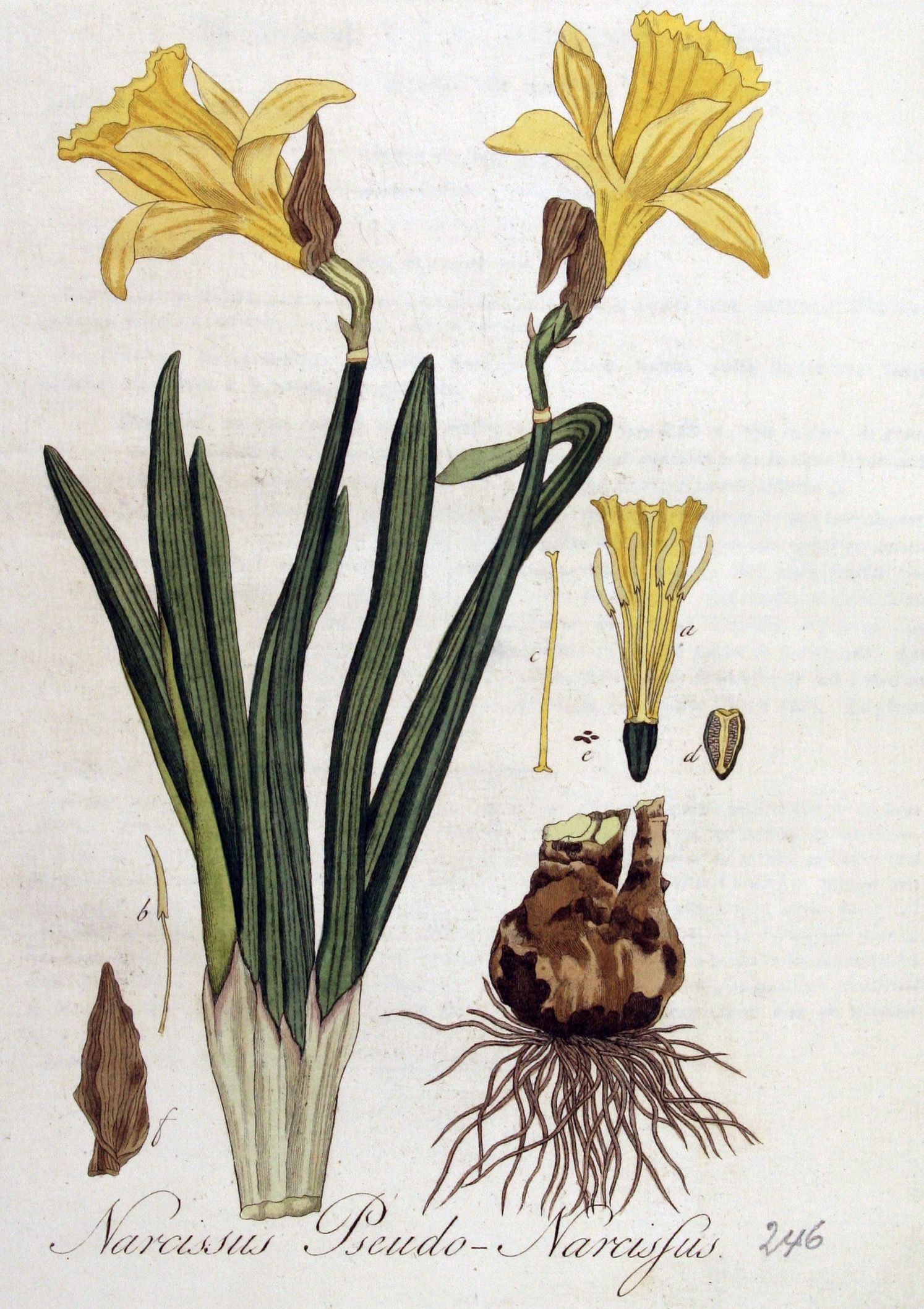 Kops, Narcissus pseudonarcissus (1822)